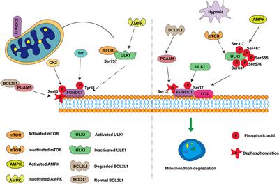 Multiple roles of mitochondrial autophagy receptor FUNDC1 in mitochondrial events and kidney disease